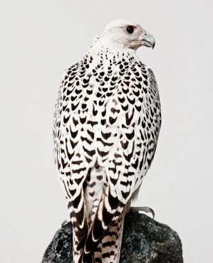 ORYX
Qatar Airways inflight magazine

In Qatar, falcons are not only a link to the country’s past, but prized status symbols, selling for as much as luxury sports cars. Welcome to the rarefied world of falconry.